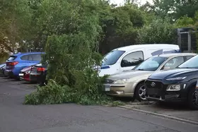 Mehrere geparkte Autos, vor einem silbernen Auto liegt ein umgestürzter Baum mit grünen Blättern auf dem Boden.