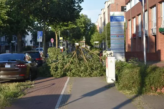 Abgebrochene Baumkrone blockiert einen Bürgersteig neben geparkten Autos und einem Ärztehaus-Schild in einer Wohnstraße.