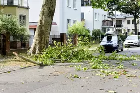 Abgebrochener Baumast liegt auf einer Straße vor parkenden Autos und Wohnhäusern.
