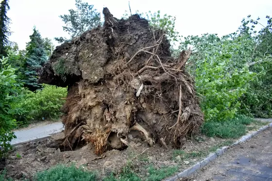 Großer, umgestürzter Baum mit freigelegtem Wurzelwerk neben einem Gehweg und umgeben von grünem Laub.