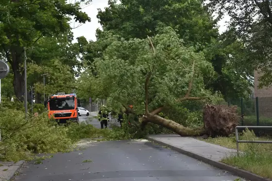 Umgestürzter Baum blockiert eine Straße, Feuerwehrfahrzeug und Einsatzkräfte im Hintergrund, umgeben von weiteren Bäumen.