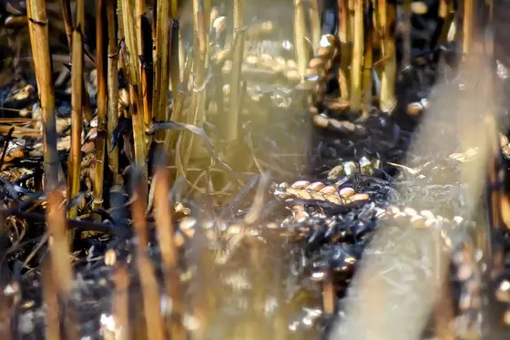 Nahaufnahme eines abgebrannten Feldes mit verkohlten Pflanzenstängeln und verbrannter Erde.